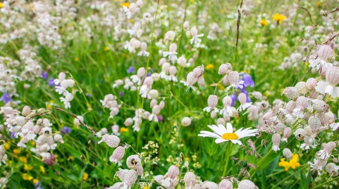 Grindelwald Schweiz, Grindelwald Switzerland