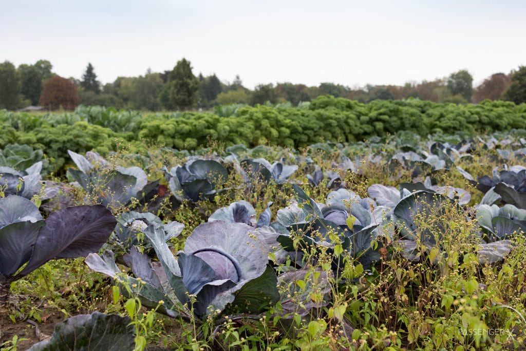 Domäne Dahlem Zehlendorf