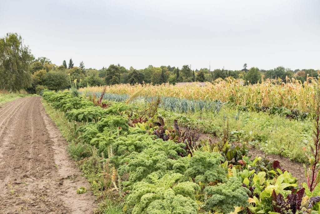 Auf PASSENGER X verrät Urberliner Alex seine Berlin Insider Tipps für den grünen Bezirk der Stadt: Zehlendorf