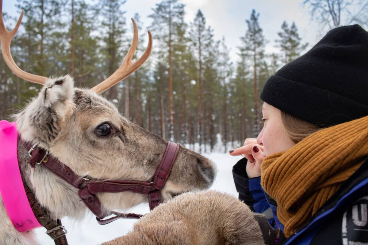Lappland Finnland Winter Urlaub- Nordlichter, Husky Schlitten Fahren, Rentier Farm und Wandern - die absoluten Highlights von PASSENGER X
