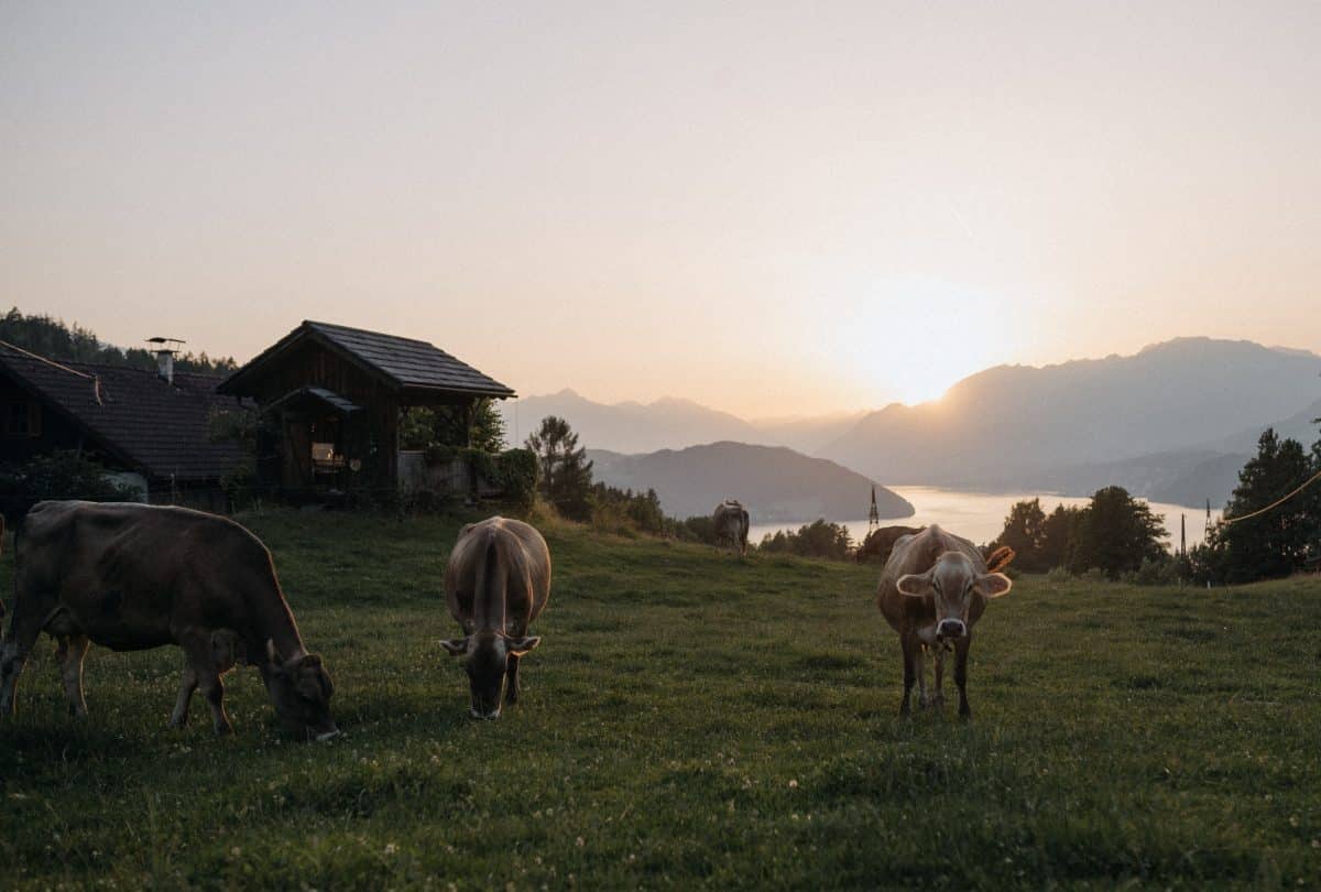 Blogger Round Up: die besten Blogger Tipps für Kärnten - Reiseblogger wanderwithlilu verrät ihre Kärnten Highlights