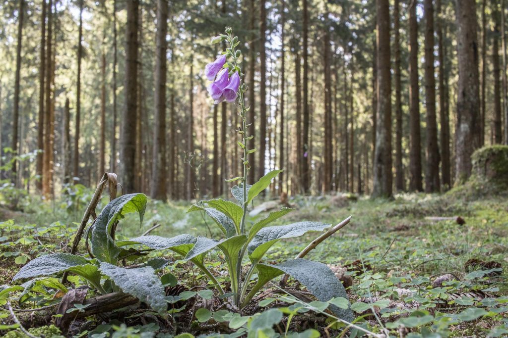 Harz Sehenswürdigkeiten