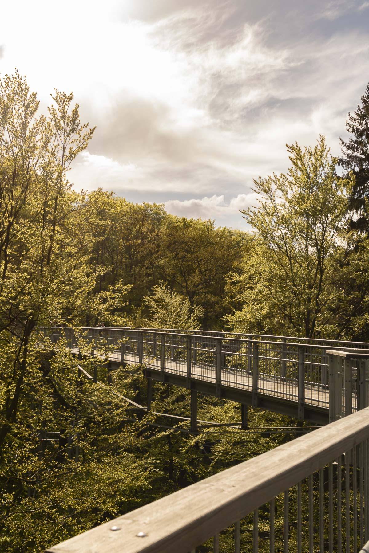 Die besten Harz Sehenswürdigkeiten - Baumwipfelpfad bei Sonnenschein