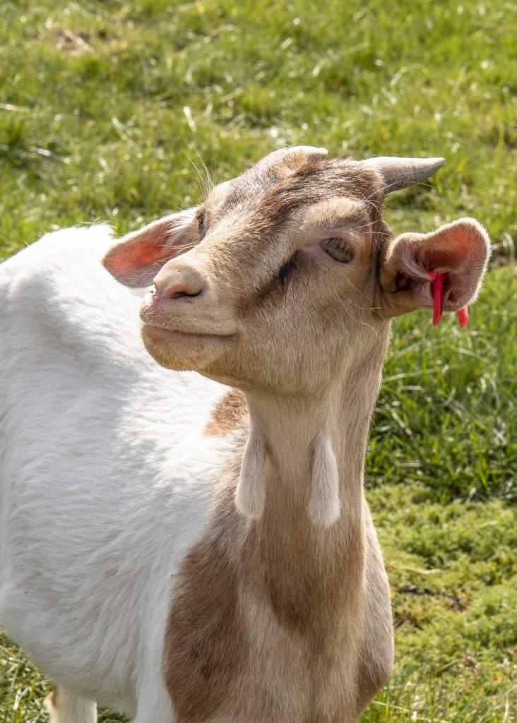 Eine Ziege auf dem Ziegenalm Sophienhof