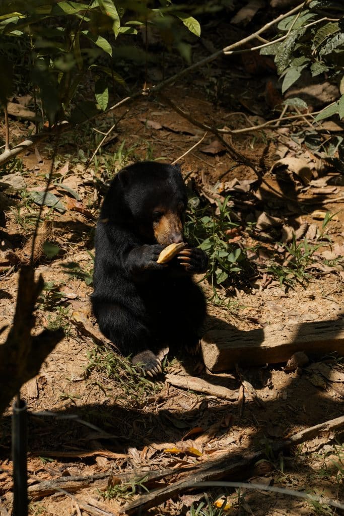 Borneo Urlaub: Sun Bear
