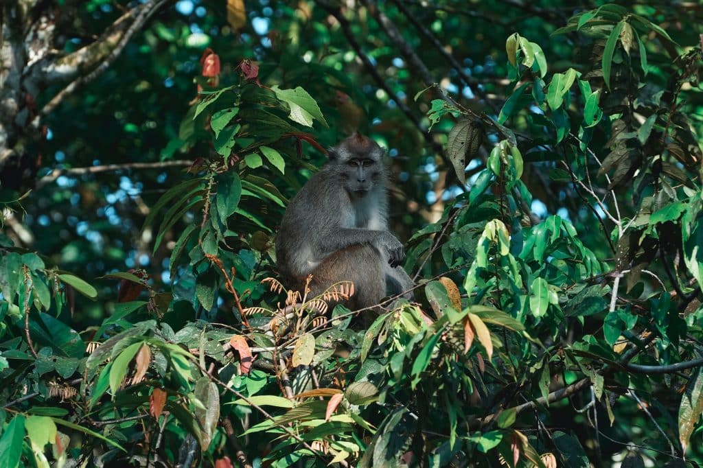 Borneo Urlaub: Makaken