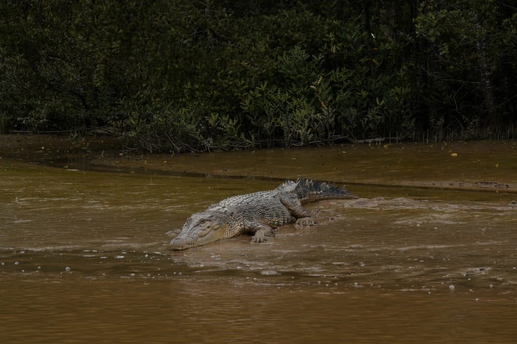 Borneo Urlaub: Krokodil am Kinabatangan River