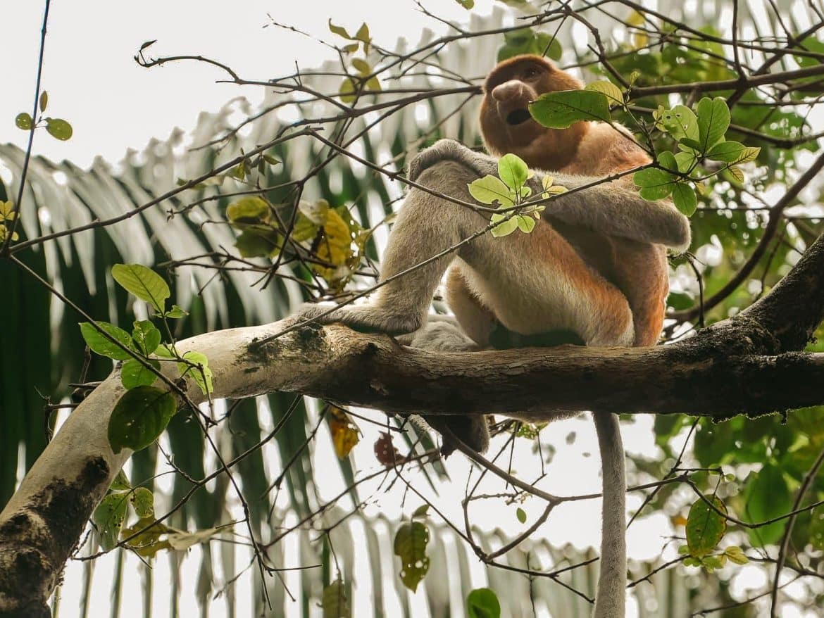 Borneo Urlaub: Nasenaffe im Bako Nationalpark