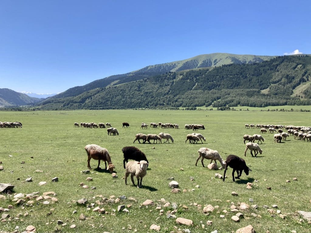 Typische kirgisische Berglandschaft mit Schafen