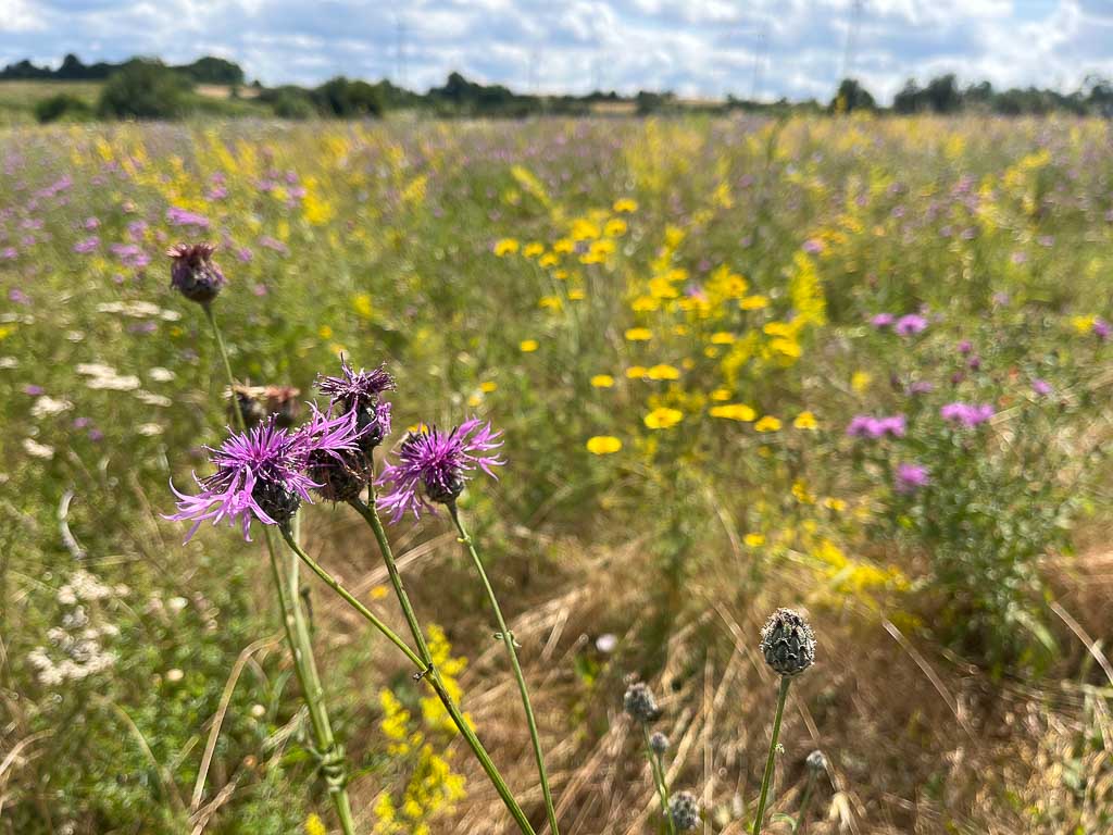 Highlights im Frankenwald - Natur und Erholung beim Wandern entlang der blühenden Wiesen
