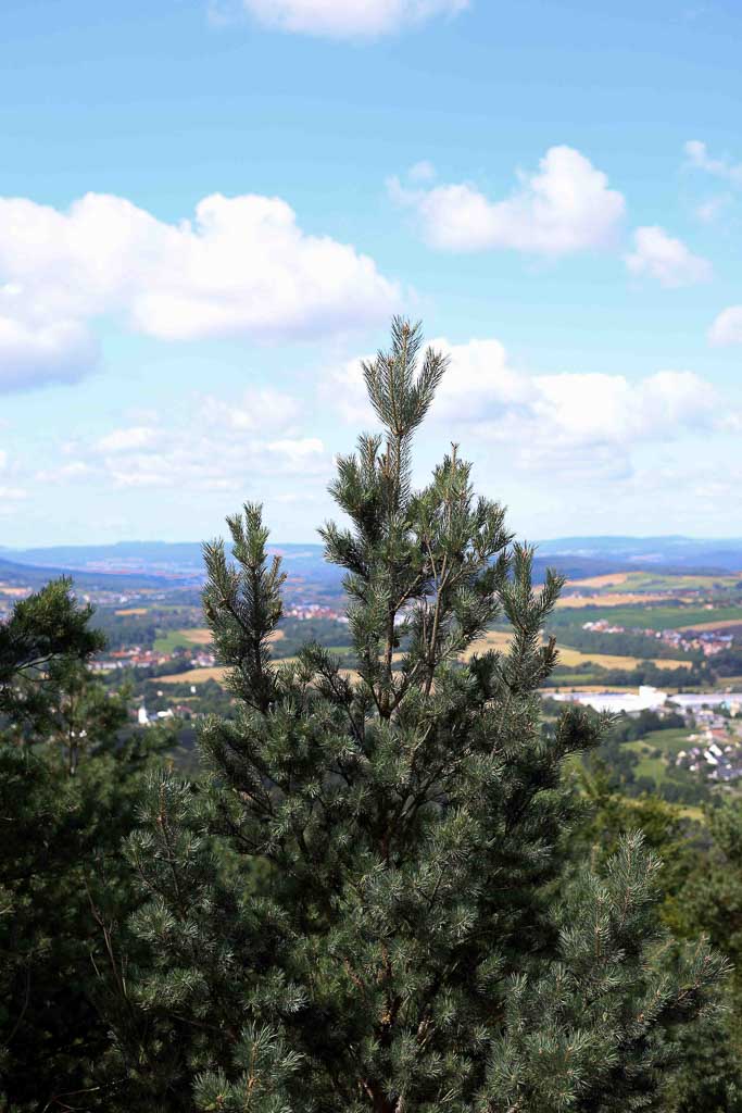 Highlight im Frankenwald: Der Ausblick vom Lucas Cranach Turm

