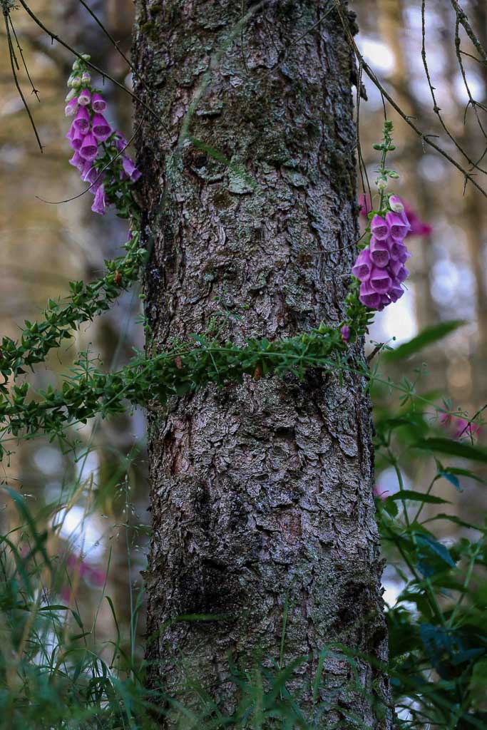 Die schönsten Wanderrouten im Frankenwald - Tipps von Reisebloggern