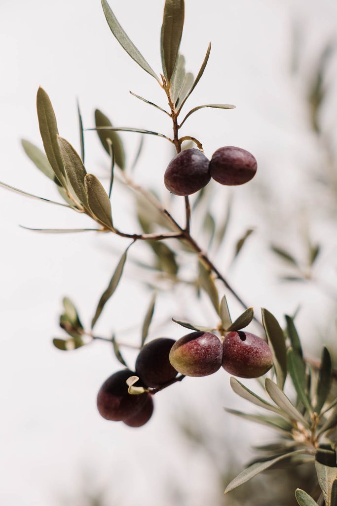 Olivenhaine Italien
