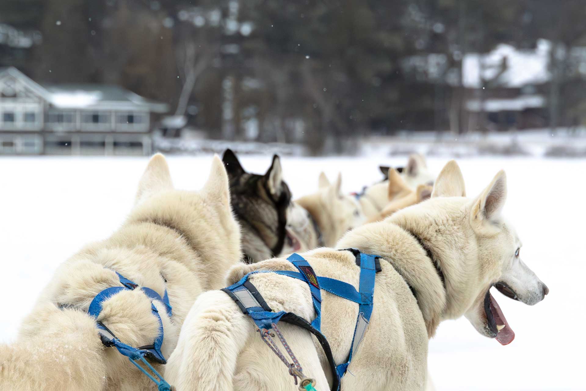 Highlights auf dem Mirror Lake: Eine Huskyschlittenfahrt