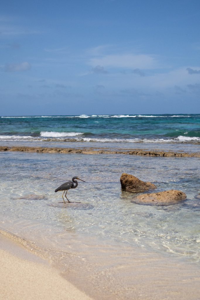 Wasservogel auf Corn Island
