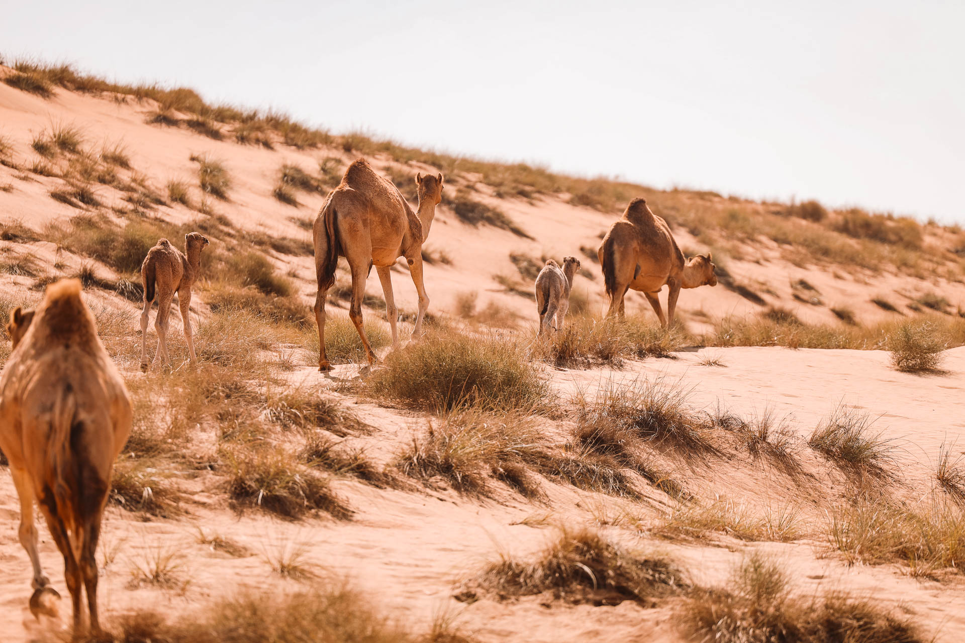 Oman Rundreise Tipps und Erfahrung