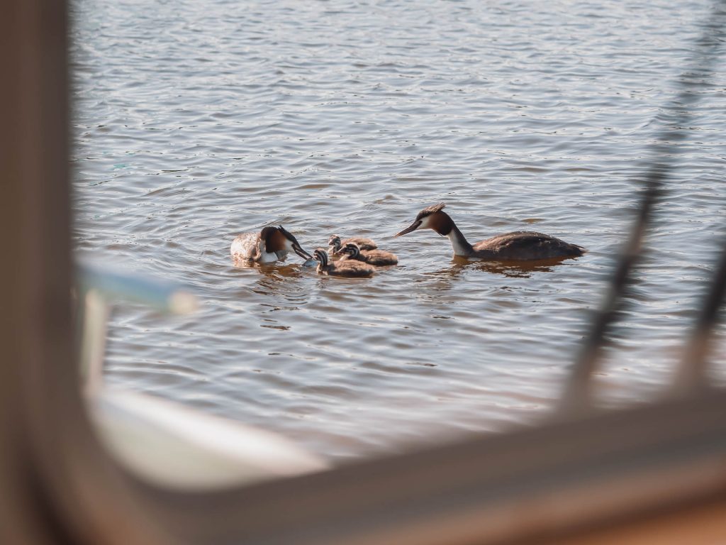 Hausboot Urlaub Holland_Haubentaucher