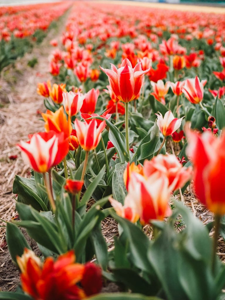 Tulpenblüte Holland