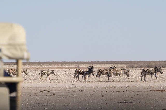 Safari Etosha Nationalpark