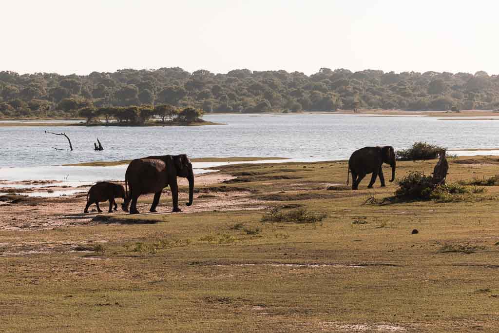 Sri Lanka nachhaltige Reise