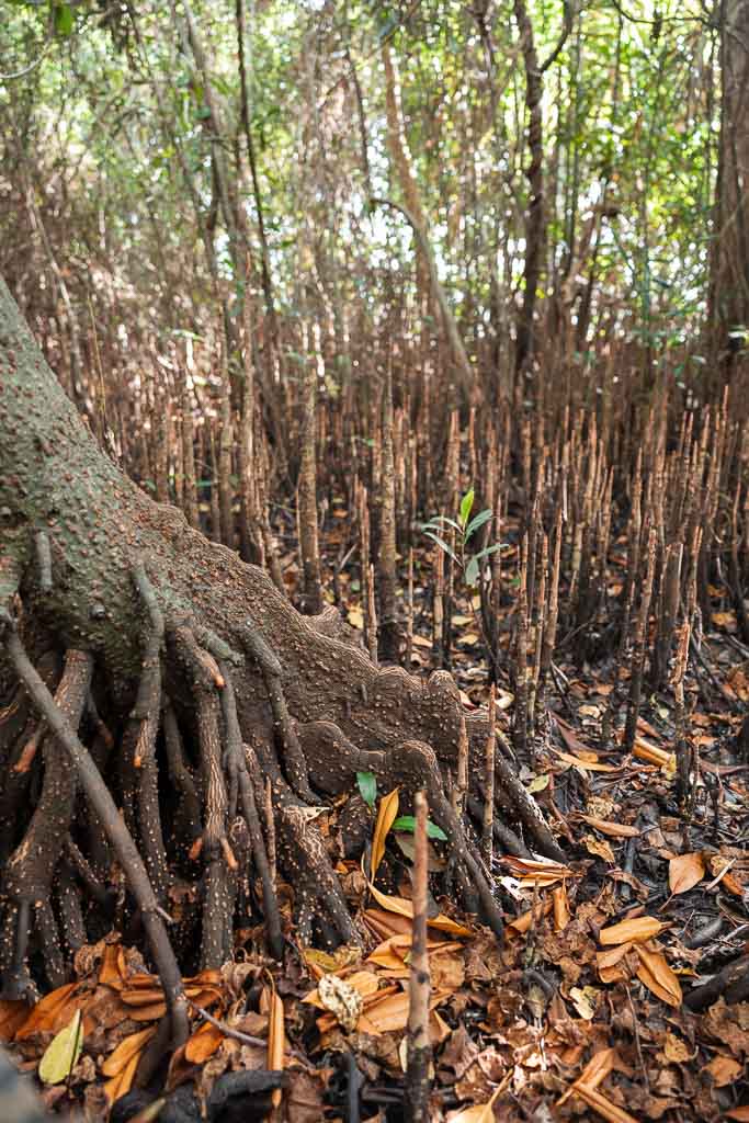 Sri Lanka Geheimtipps Mangrovenprojekt und Zimtfarm
