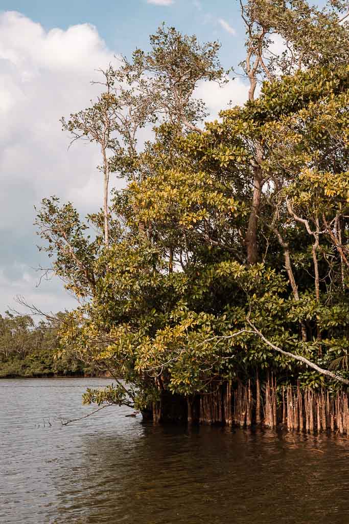 Sri Lanka Geheimtipps Mangrovenprojekt und Zimtfarm
