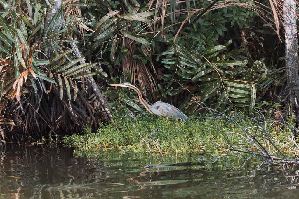 Sri Lanka Geheimtipps Vogelbeobachtungen