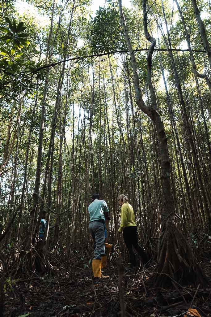 Sri Lanka Geheimtipps Mangrovenprojekt und Zimtfarm