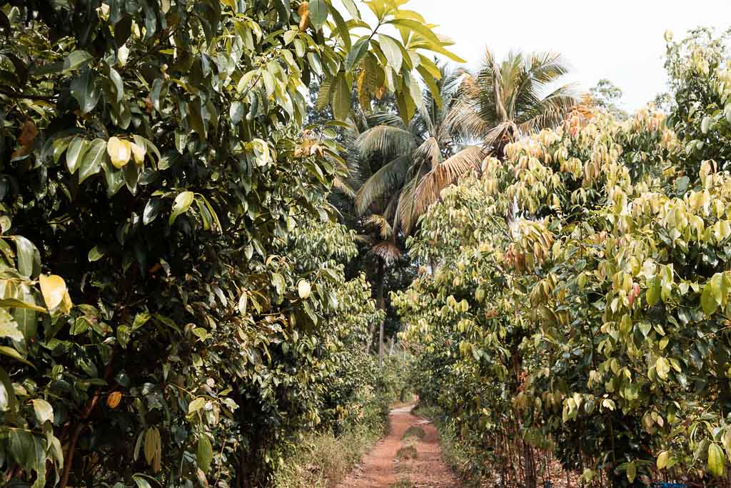 Sri Lanka Geheimtipps Zimtfarm Galle