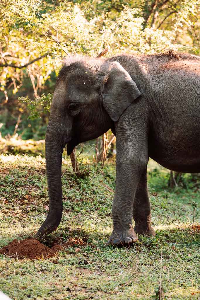 Sri Lanka Safari Tipps