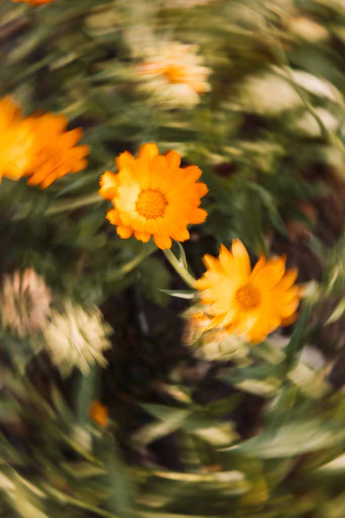 Marburg Sehenswürdigkeiten - Botanischer Garten
